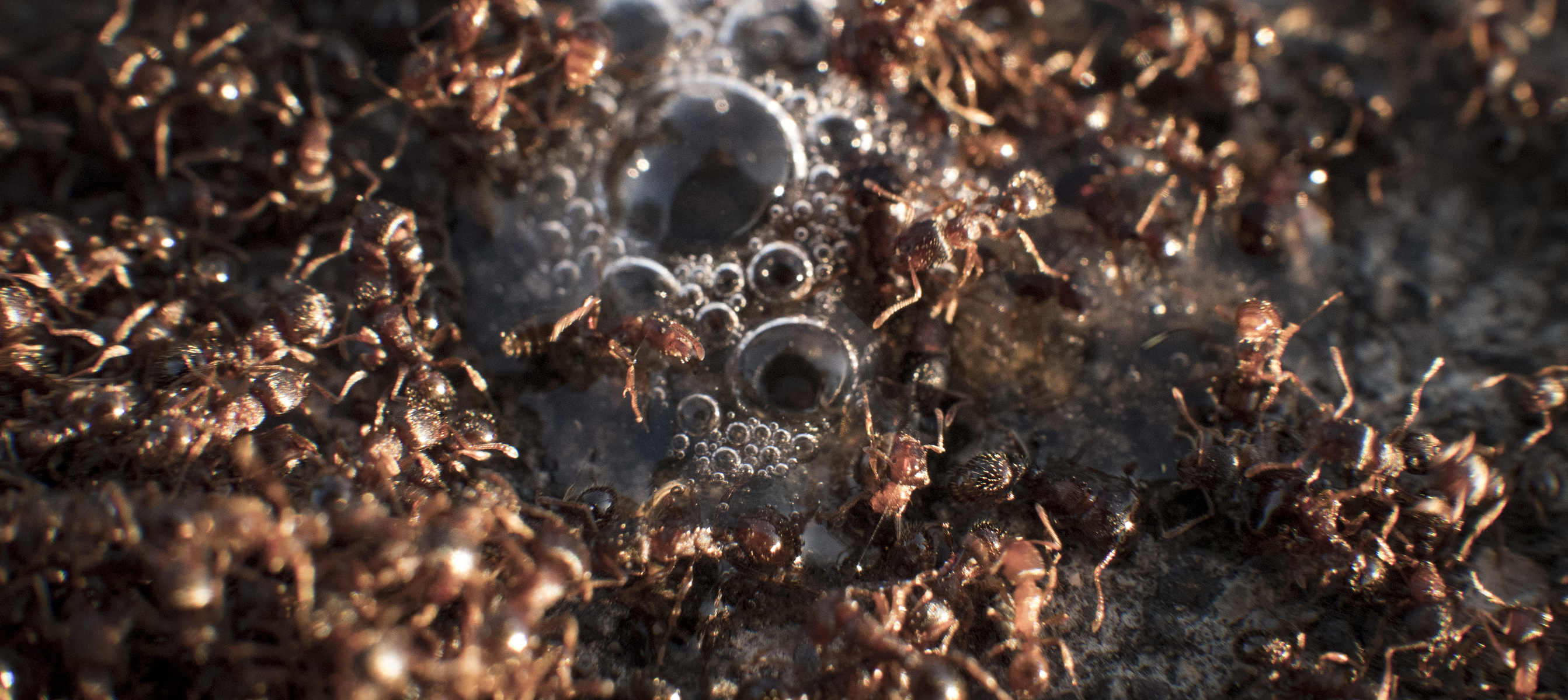 ant battle