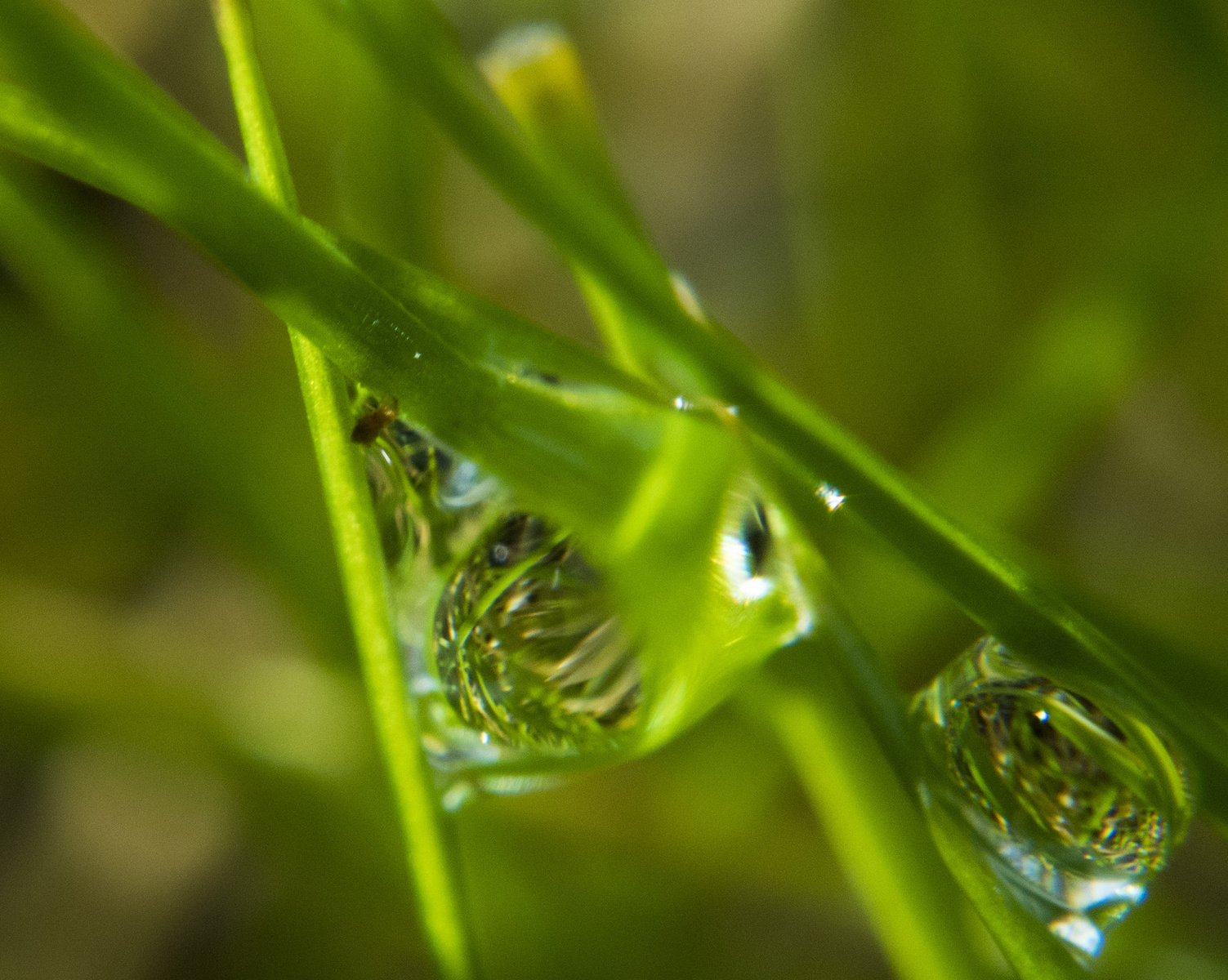 dew reflections