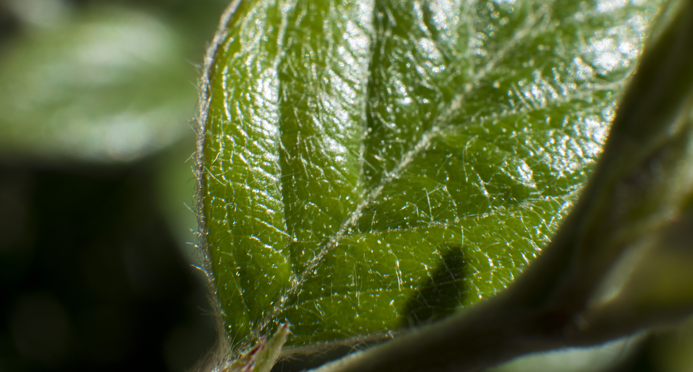 hairy leaf