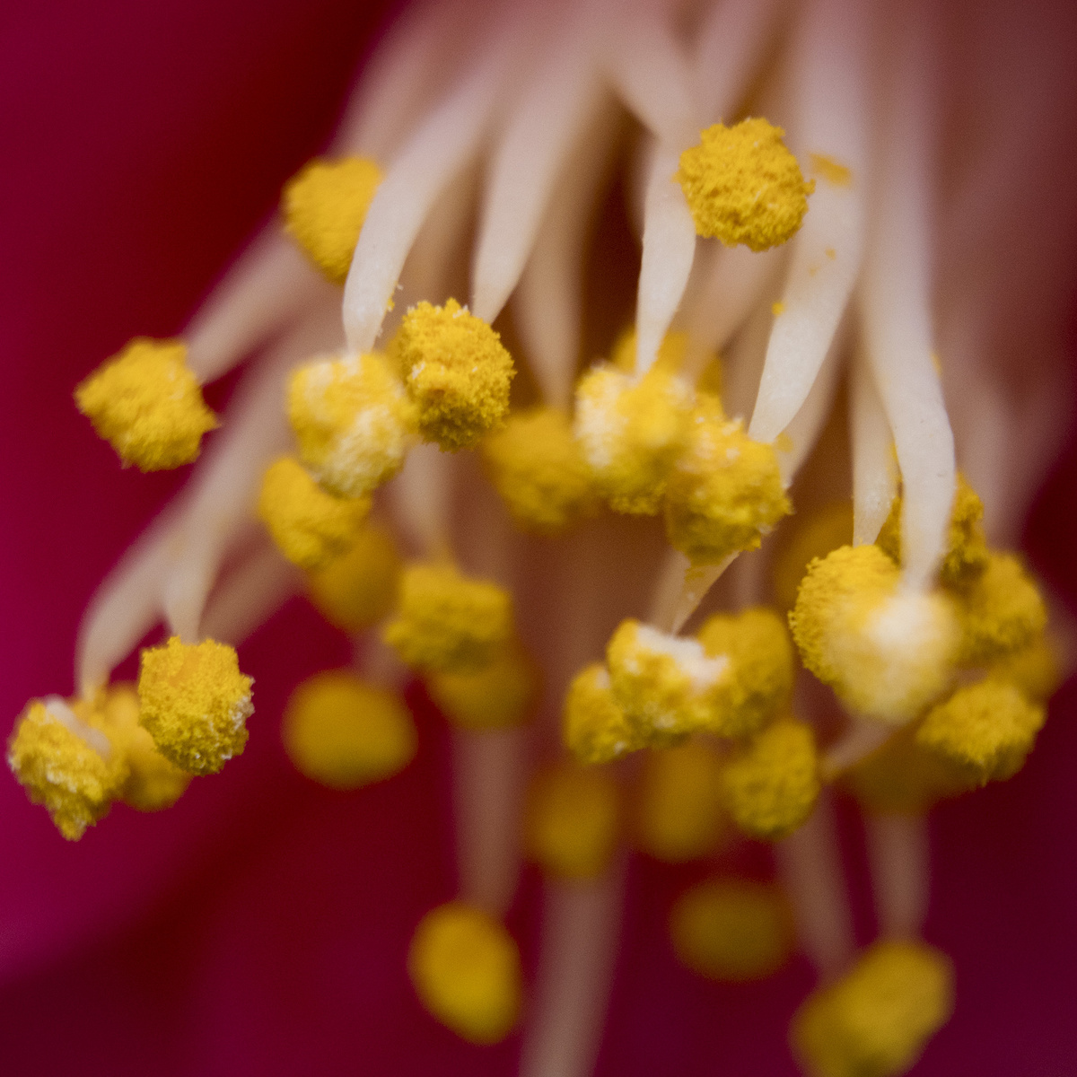 pollenation