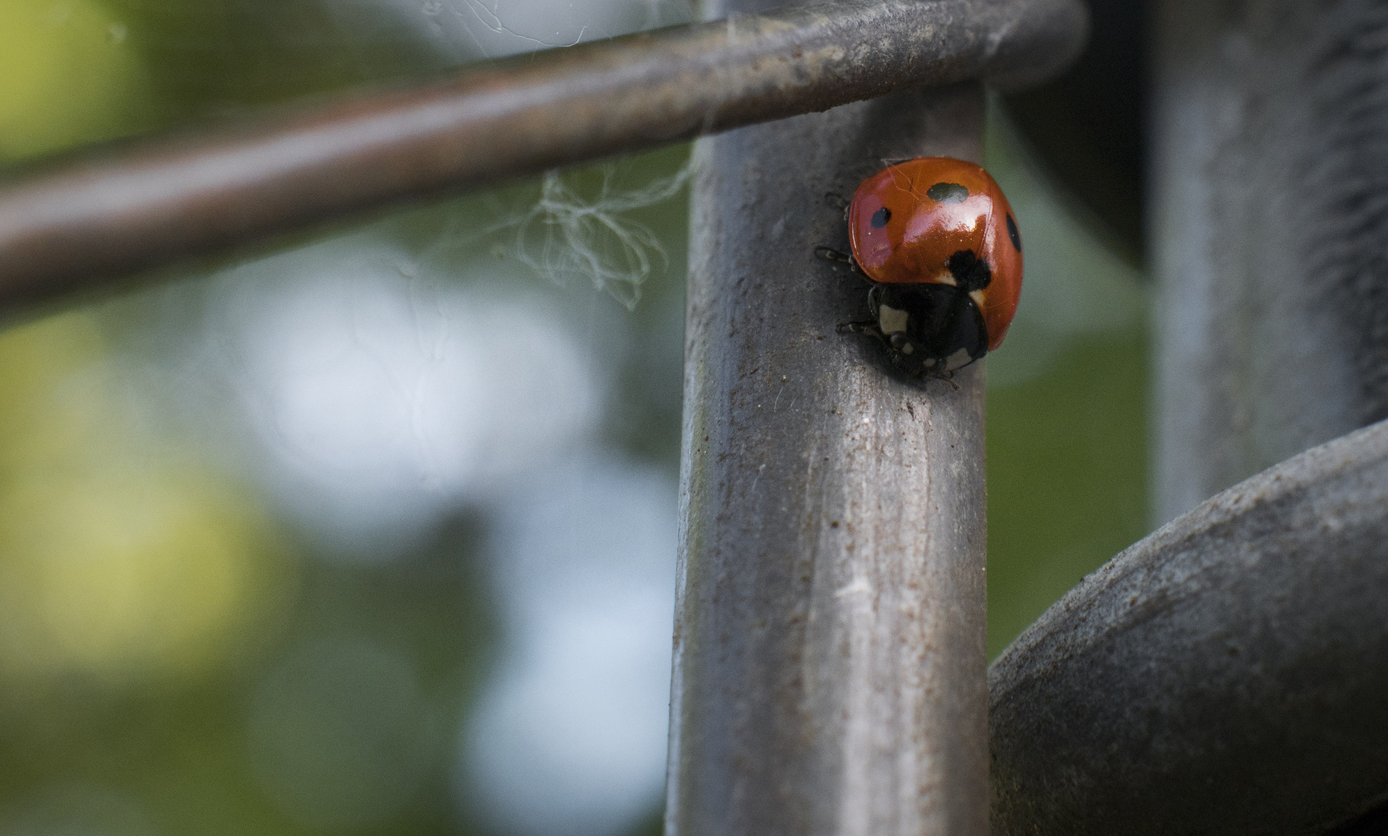 fenced ladybug