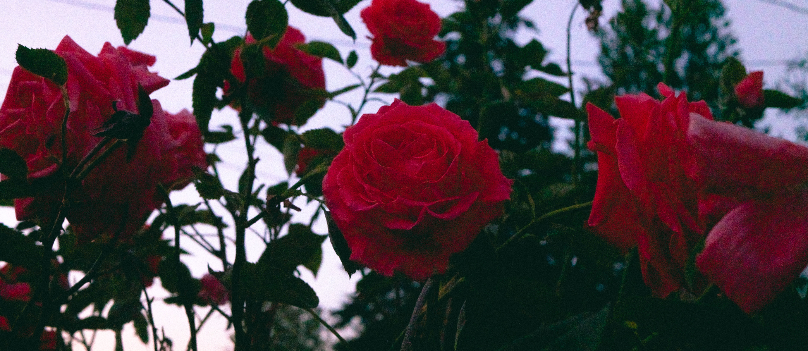 lo-fi roses