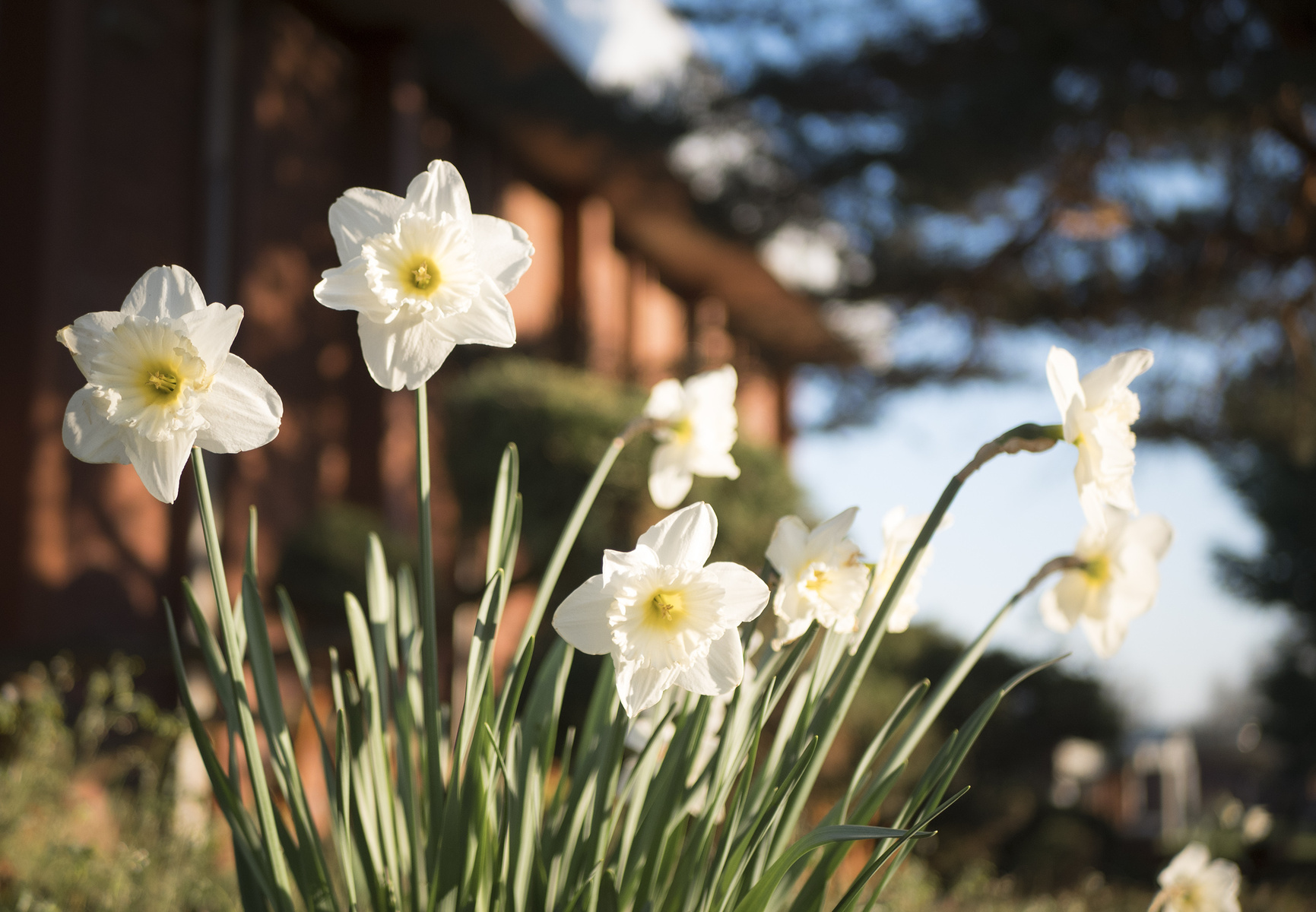 schoolyard daffodils